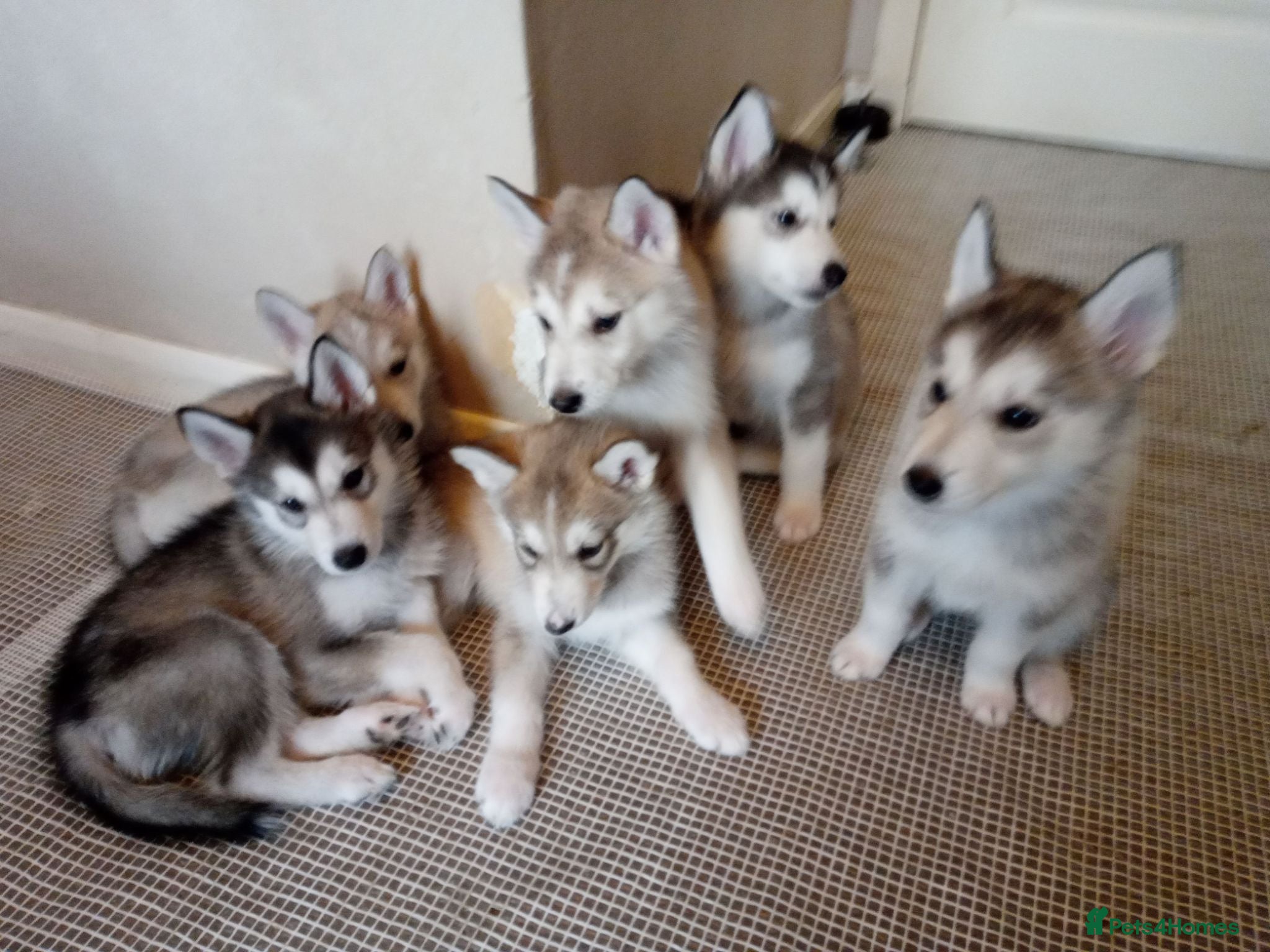 Siberian Husky dogs Stunning Siberian Husky puppies for sale - Advert 12