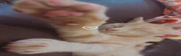 Mixed Breed cats for sale: Bengal cross beige kitten - Advert 4