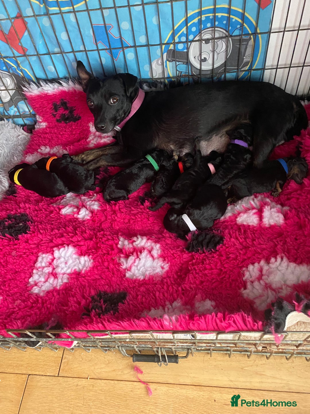Mixed Breed dogs for sale: 3/4 patterdale 1/4 staffy x cavapoo pups - Image 12