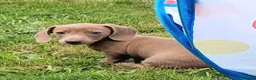 Miniature Dachshund dogs for sale: Whitney - Advert 37