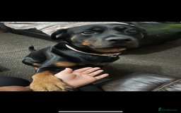 Rottweiler dogs for sale: Narla looking for her forever home. - Image 2
