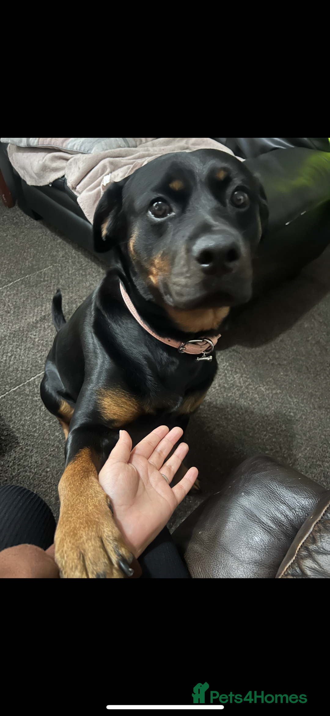 Rottweiler dogs for sale: Narla looking for her forever home. - Image 2