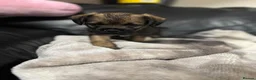 Border Terrier dogs for sale: Bargain! The perfect canine friend for you! in Hull - Advert 6