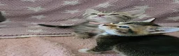 Mixed Breed cats for sale: Beautiful kittens looking for their forever homes  - Advert 20