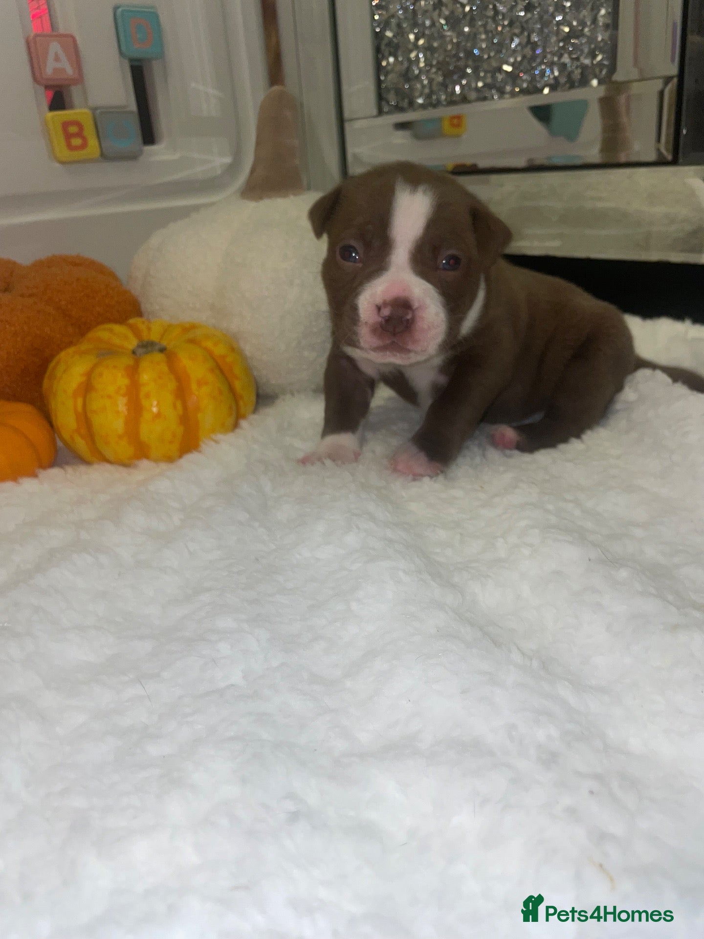 American Bully dogs for sale: 4 ABKC unreal pocket/micro bully’s - Advert 3