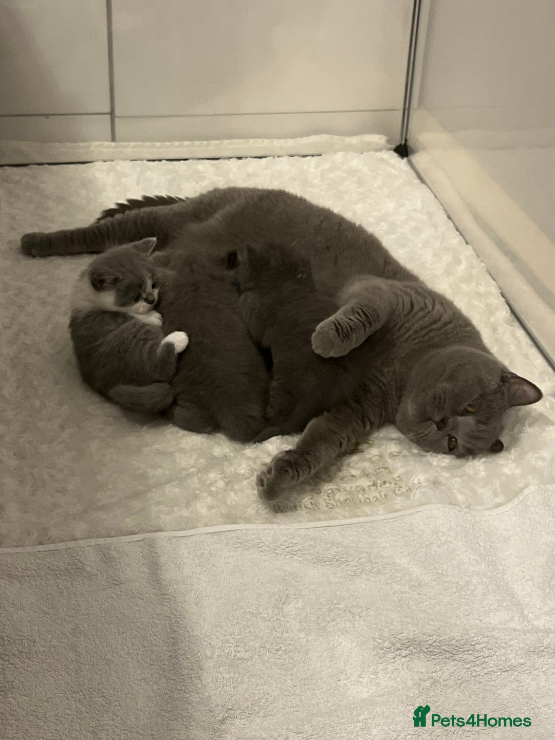 British Shorthair cats for sale: GCCF registered British Shorthair kittens  - Advert 7