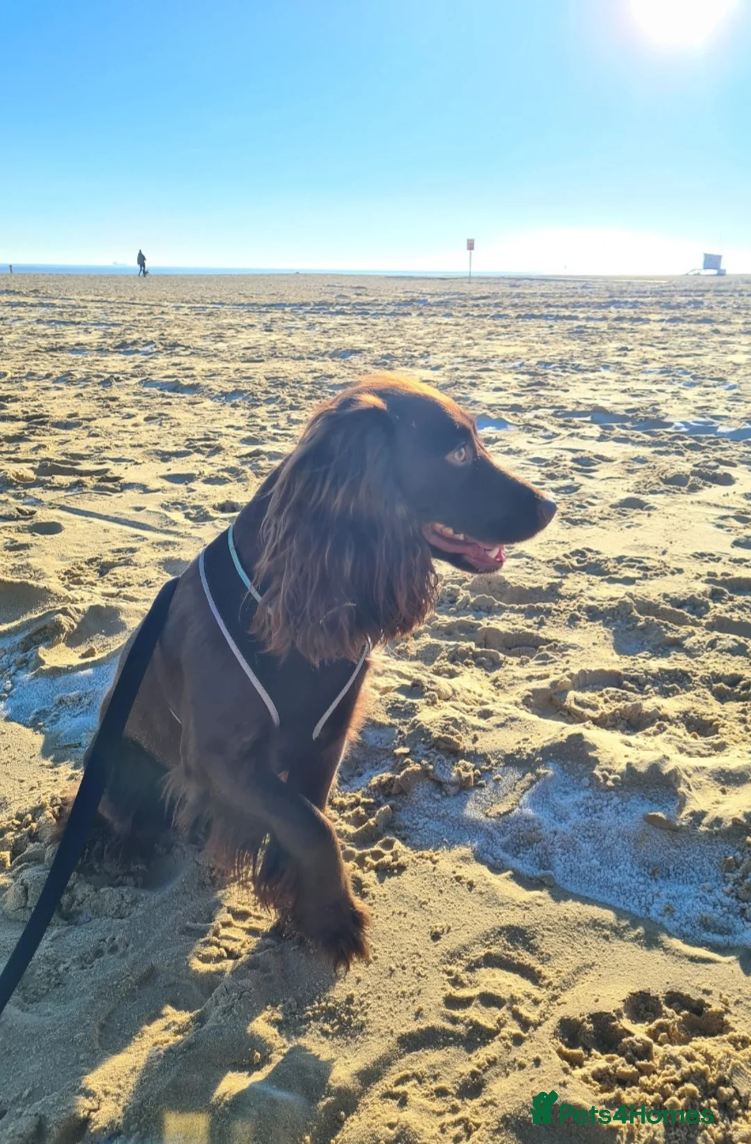 Cocker Spaniel dogs for stud: Cocker Spaniel for Stud in Lowestoft - Advert 2