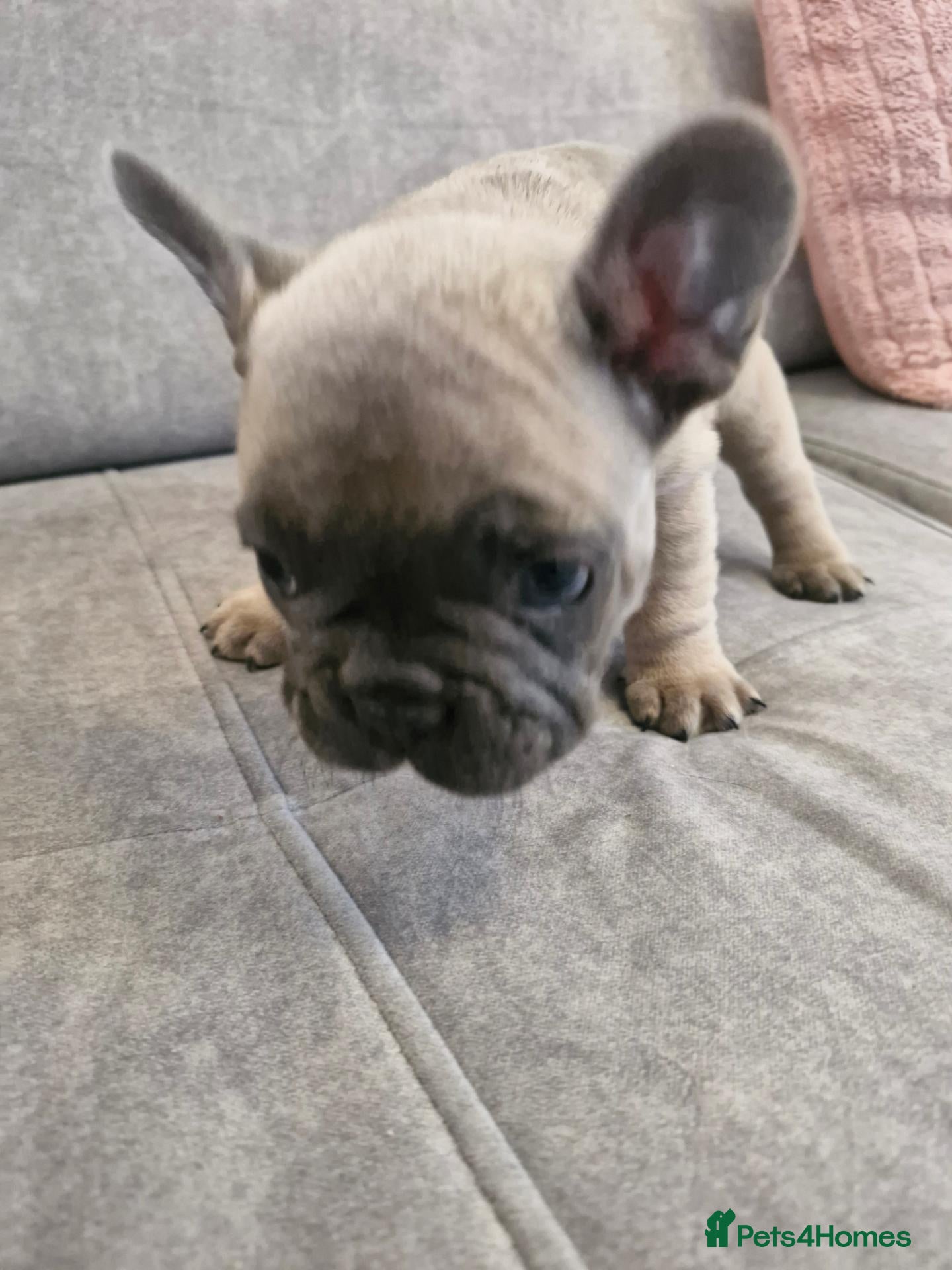 French Bulldog dogs French  - Advert 1
