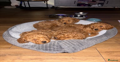 Mixed Breed dogs - Advert 6
