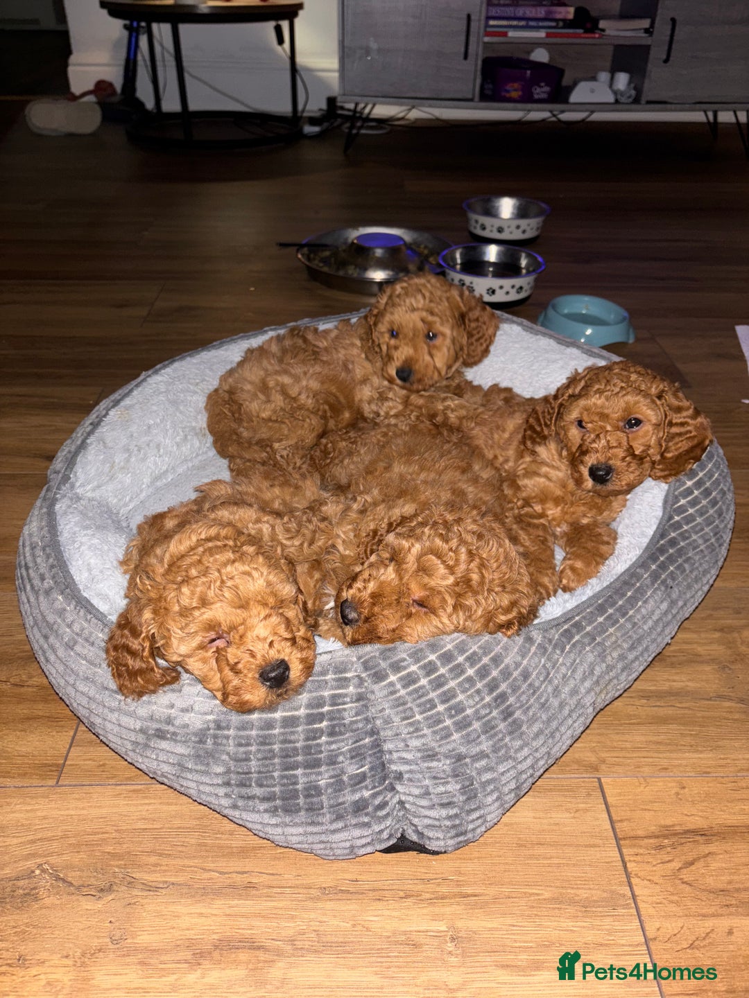 Mixed Breed dogs for sale: X1 beautiful red miniature left (boy)  - Image 2