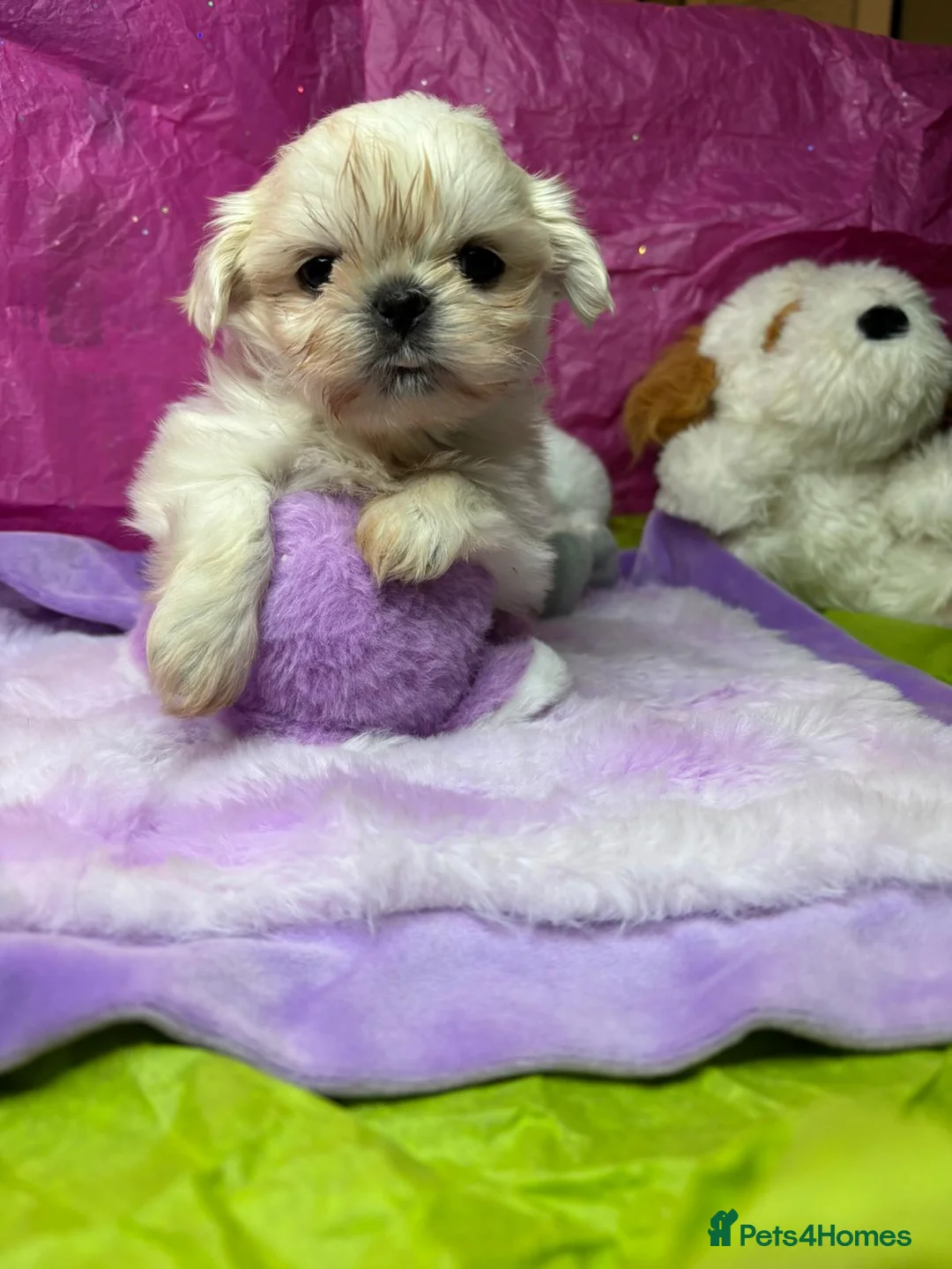 Shih Tzu dogs for sale: Kc stunning tiny pure white girl - Advert 12