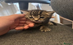 Mixed Breed cats for sale: ✨ Kittens for Sale ✨ - Image 2