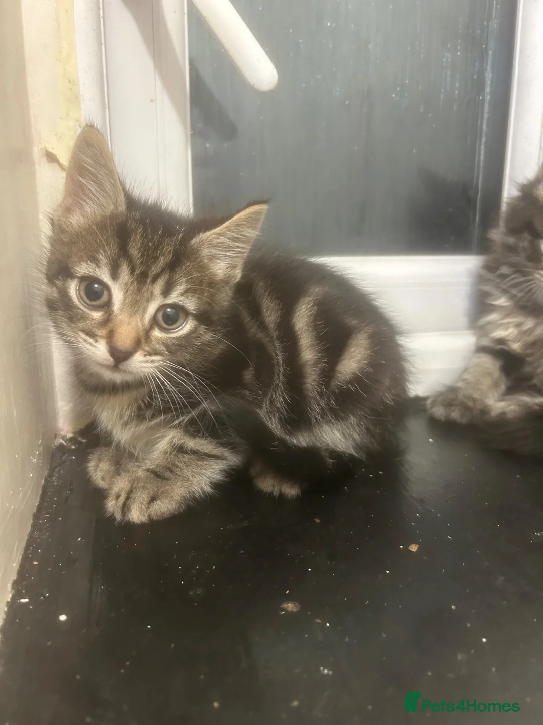 Mixed Breed cats for sale: Kittens  - Advert 6