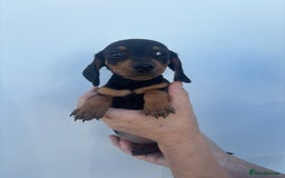 Dachshund dogs for sale: Miniature dachshund puppies  - Image 11