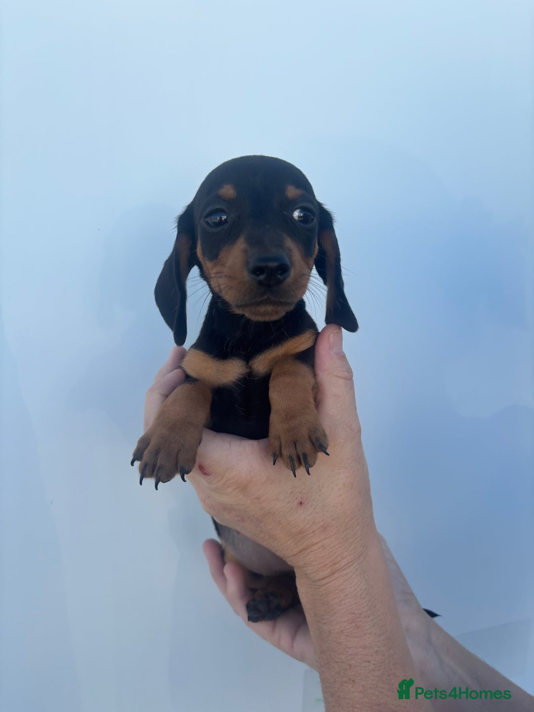 Dachshund dogs for sale: Miniature dachshund puppies  - Image 11