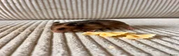 Hamster rodents for sale: Syrian hamster babies - Advert 12