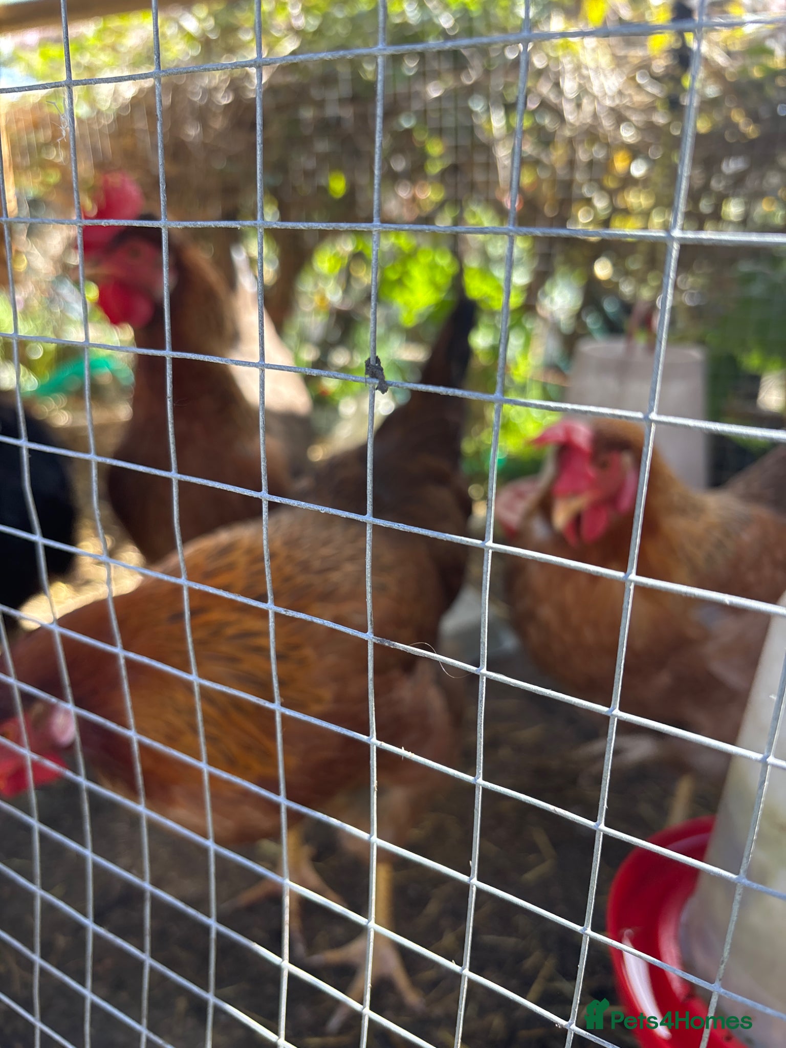 Mixed Breed poultry Incubator hatched mixed breed hens  - Advert 7