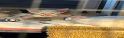 Siamese cats for sale: 🐾 Gorgeous Siamese Kittens 🐾 - Advert 8