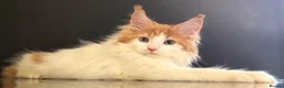 Maine Coon cats for sale: Beautiful maine coon kittens - Advert 4