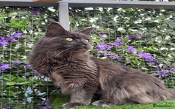 Maine Coon cats for sale: Giant Maine Coon! 20+ Generation Champion Heritage - Image 7