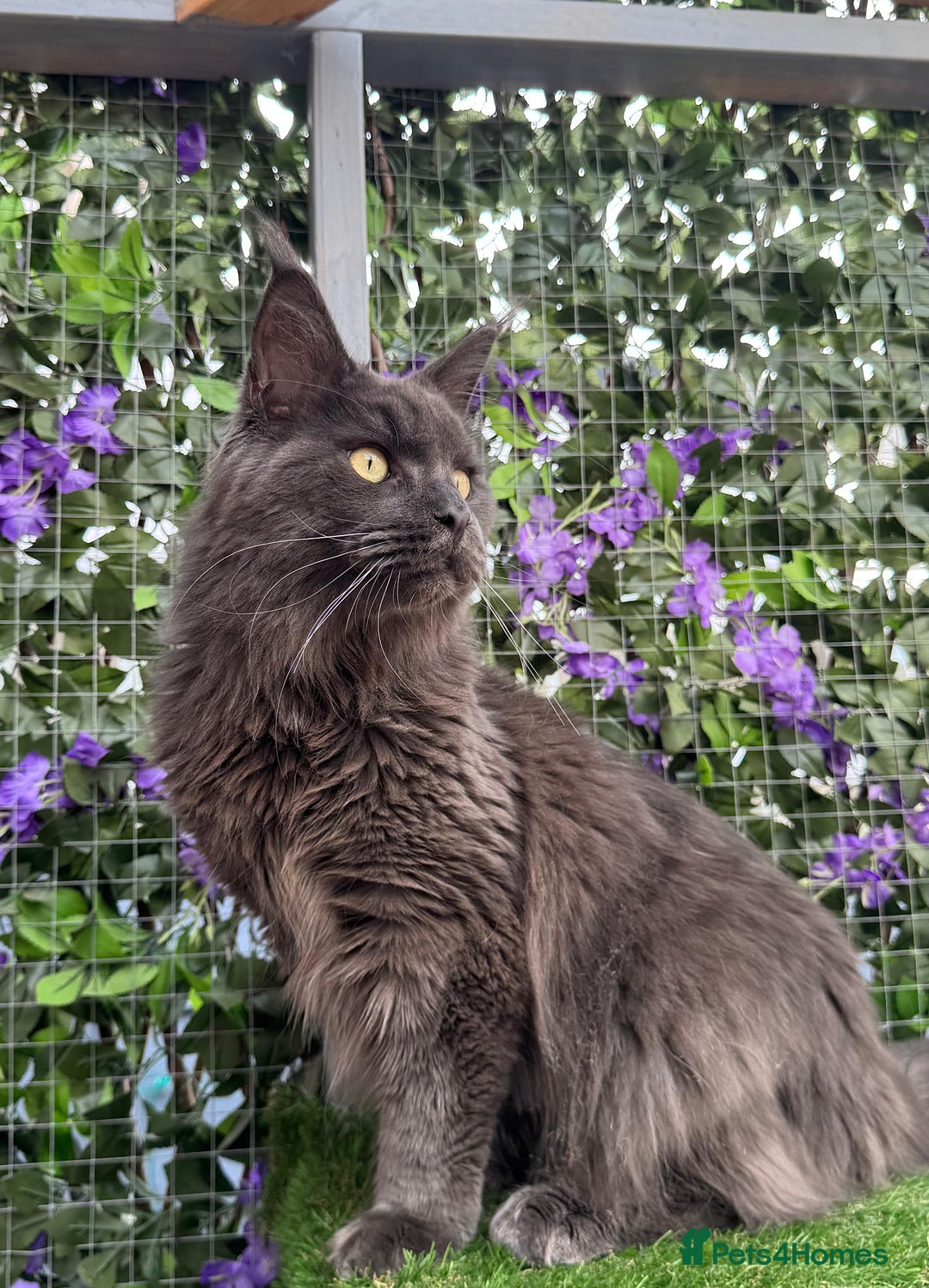 Maine Coon cats for sale: Giant Maine Coon! 20+ Generation Champion Heritage - Image 7
