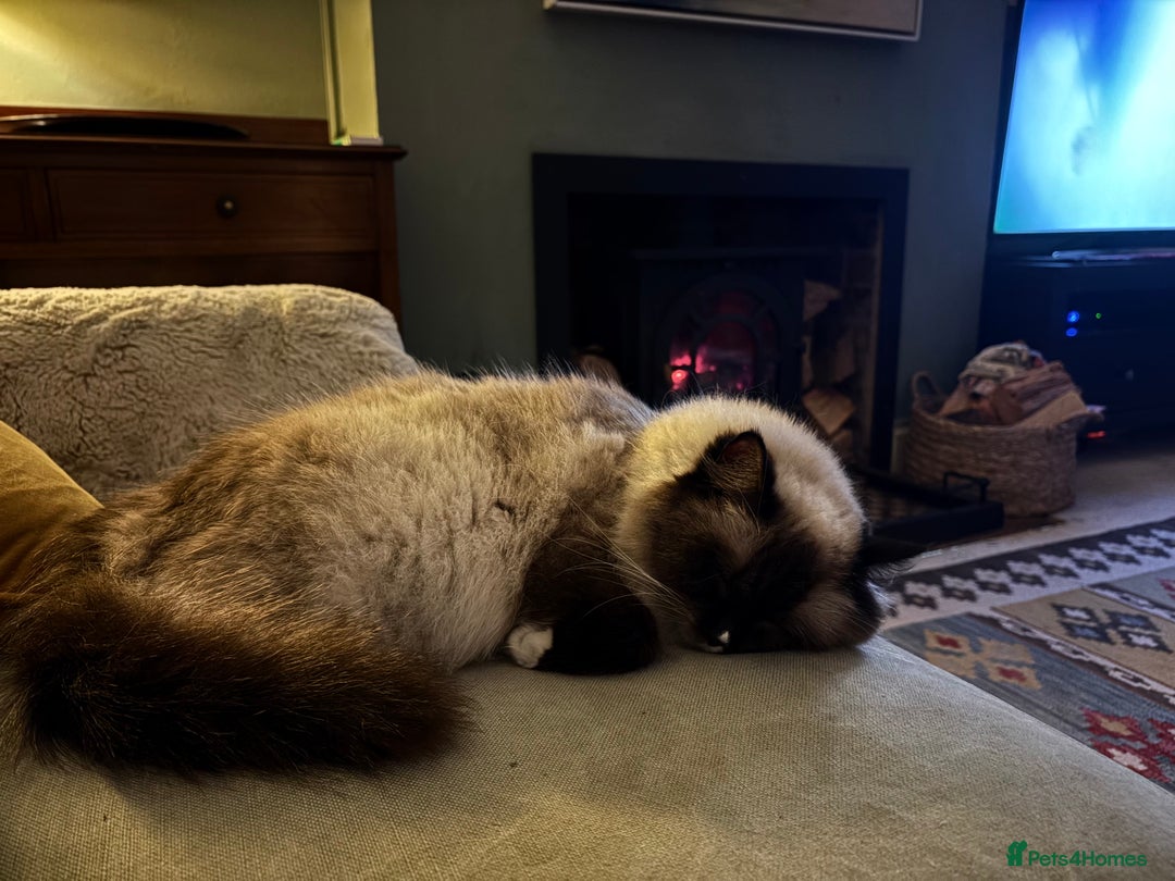 Ragdoll cats for sale: Beautiful girl for loving home  - Image 4