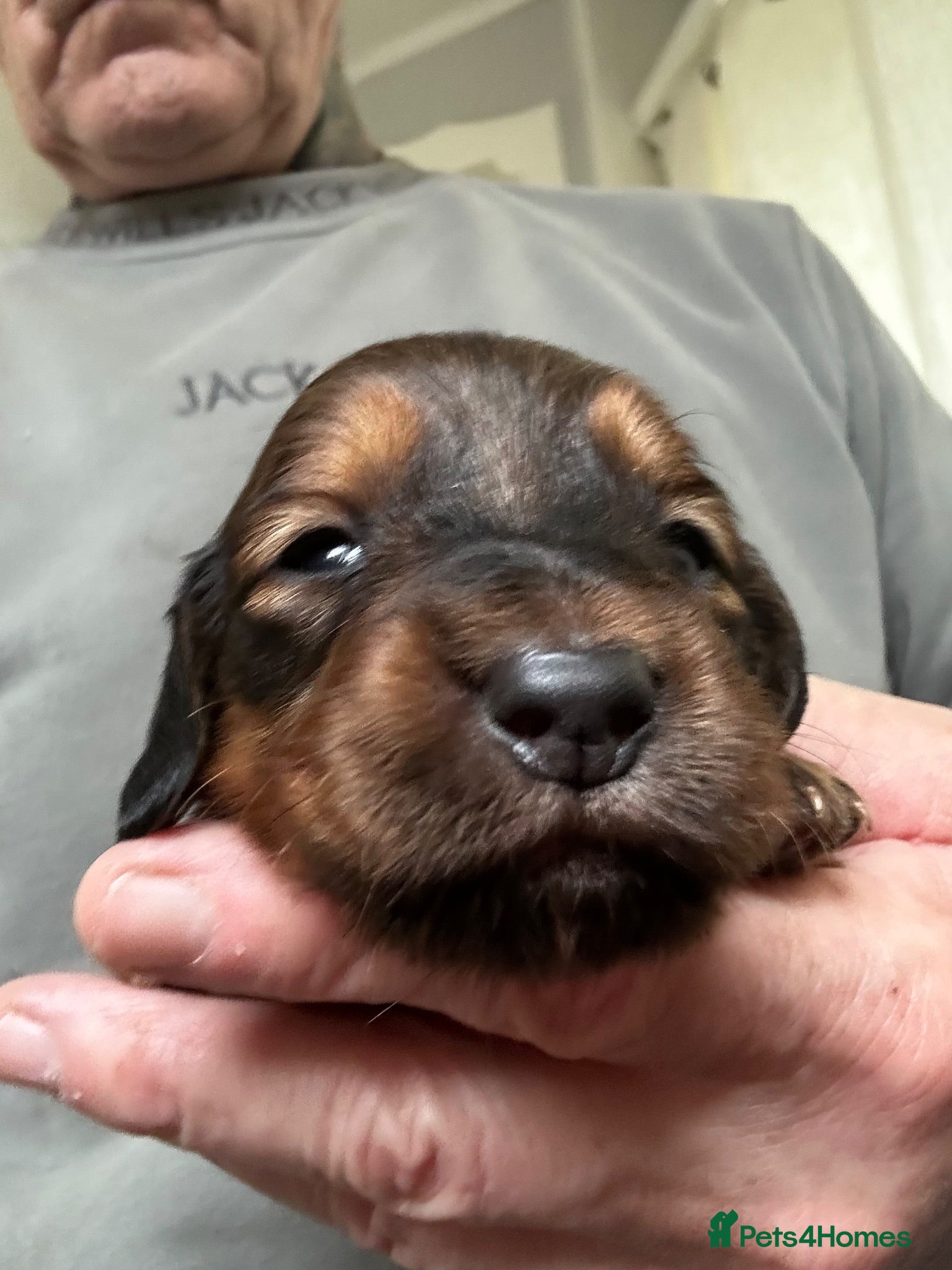 Dachshund dogs STANDARD KC REG LONGHAIRED DACHSHUNDS  - Advert 2