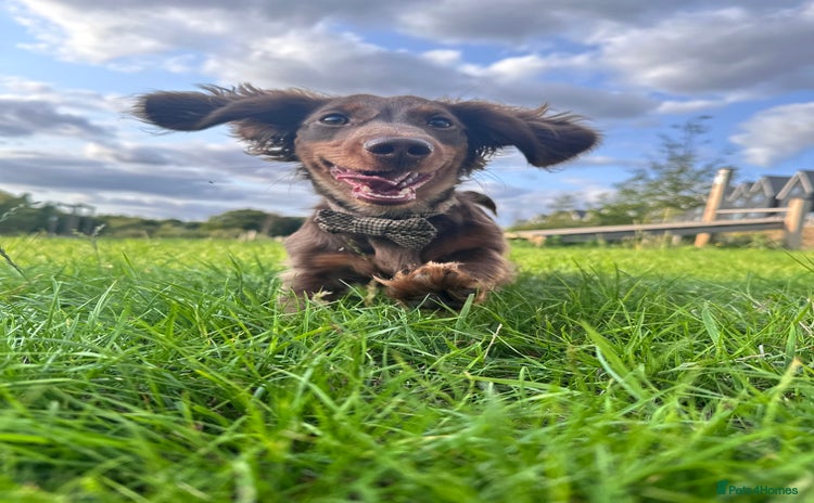 Miniature Dachshund dogs for sale - Advert 1