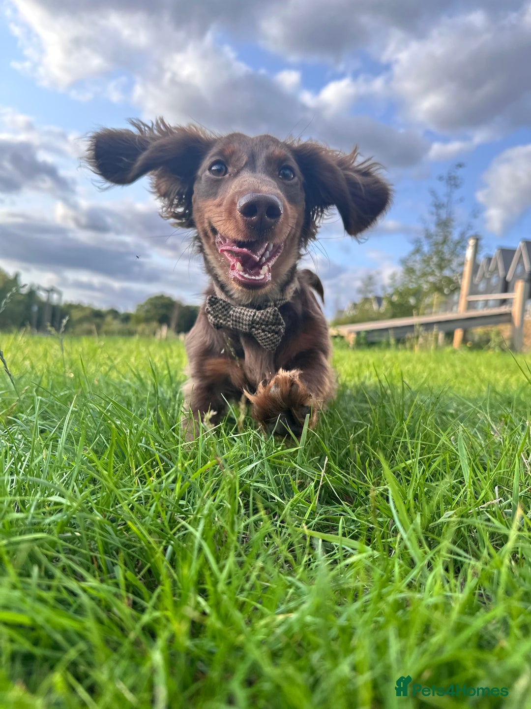 Miniature Dachshund dogs for sale: Loving Dachshund Looking for His Forever Home 🐾 - Image 1