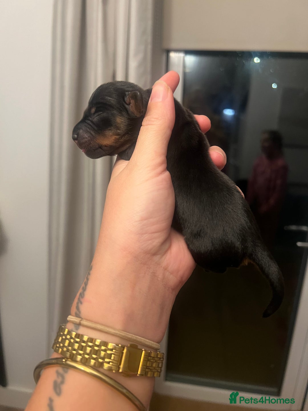 Miniature Dachshund dogs for sale: Just born, miniature dachshunds, boys & girls - Advert 5