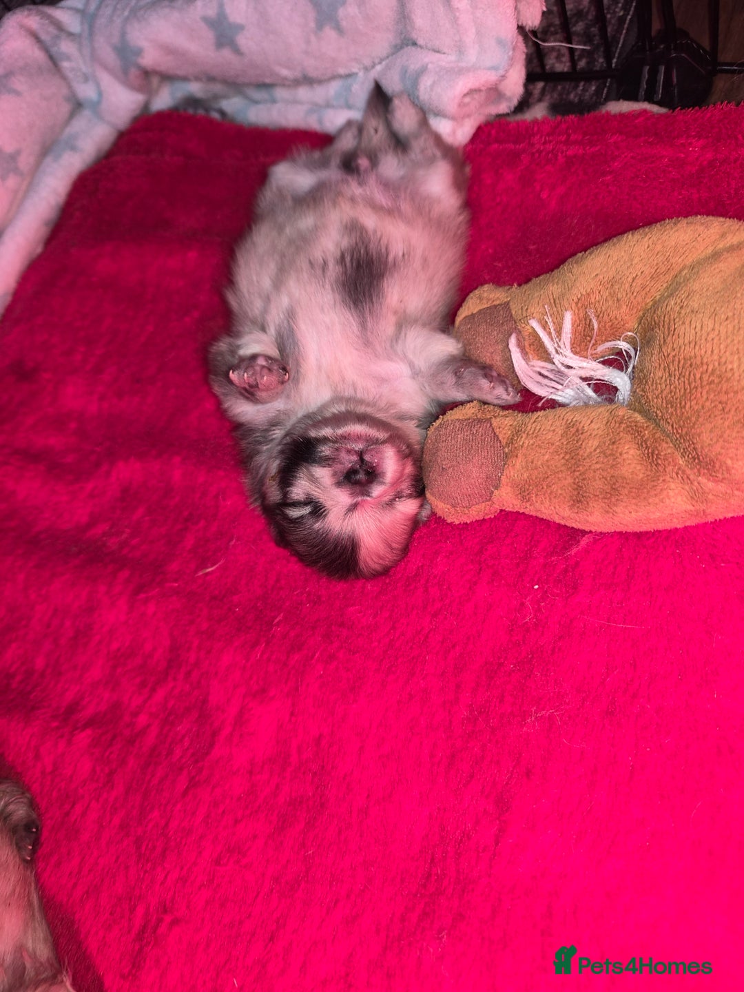 Pomeranian dogs for sale: Goergeos Pomeranian Puppy's💙❤️ - Advert 16