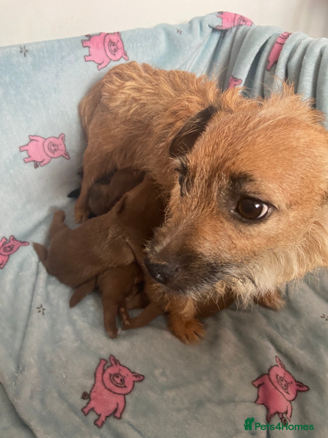 Mixed Breed dogs for sale: Jack x Shitzu puppies dob 17th august 2025  - Image 10