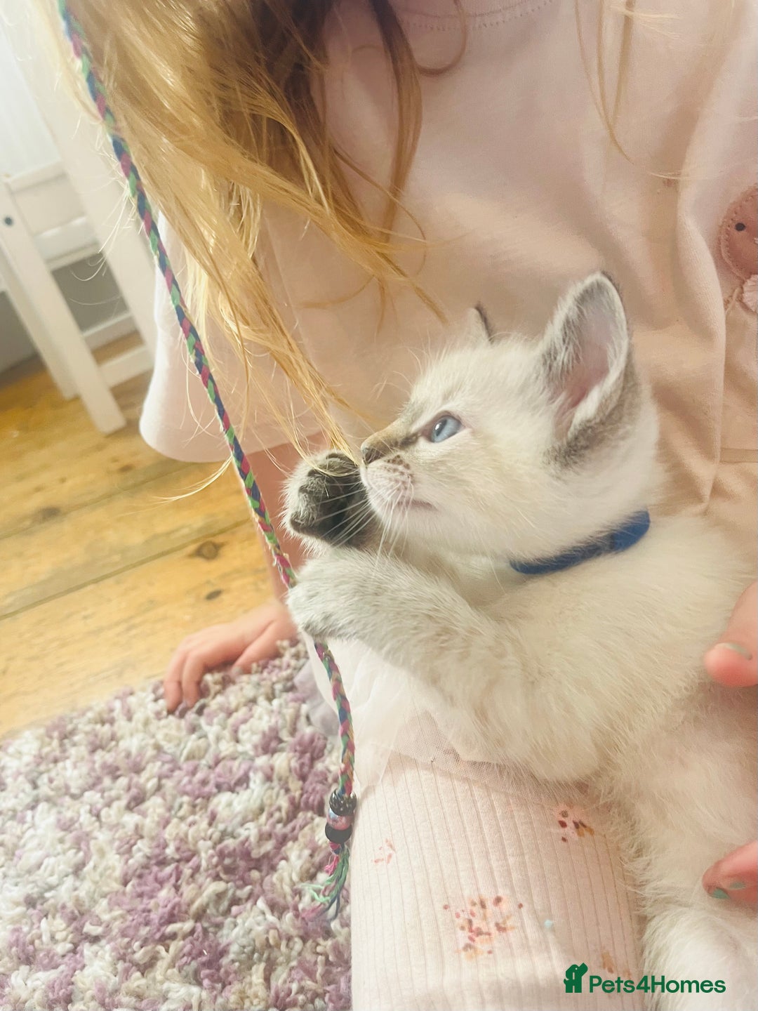Ragdoll cats for sale: *Update- Only 1 left!* Gorgeous Ragdoll kittens!  - Image 3