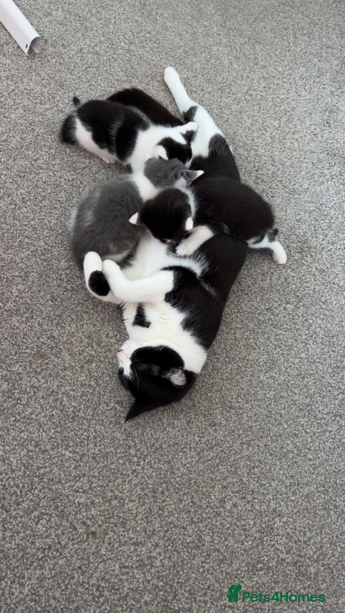 Mixed Breed cats 3 gorgeous cuddly kittens  - Advert 1