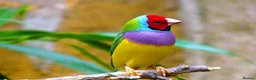 Finches birds for sale: Wanted gouldain finches  - Advert 1