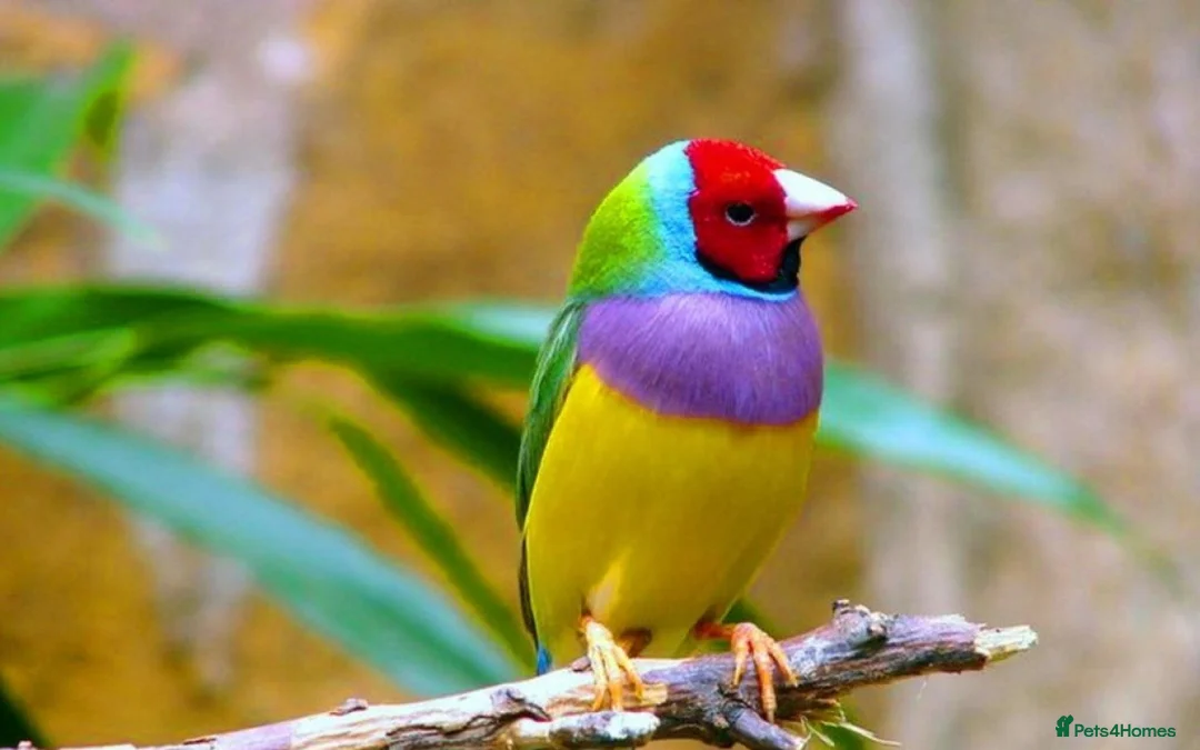 Finches birds for sale: Wanted gouldain finches  - Advert 1