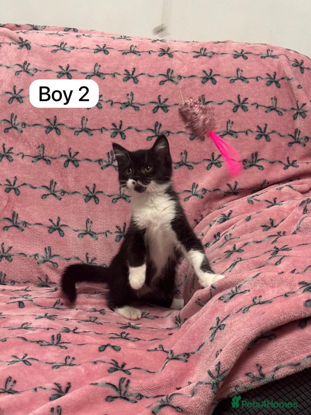 British Shorthair cats for sale: PURE BSH Girl kitten and BSH mix adorable boys - Advert 9