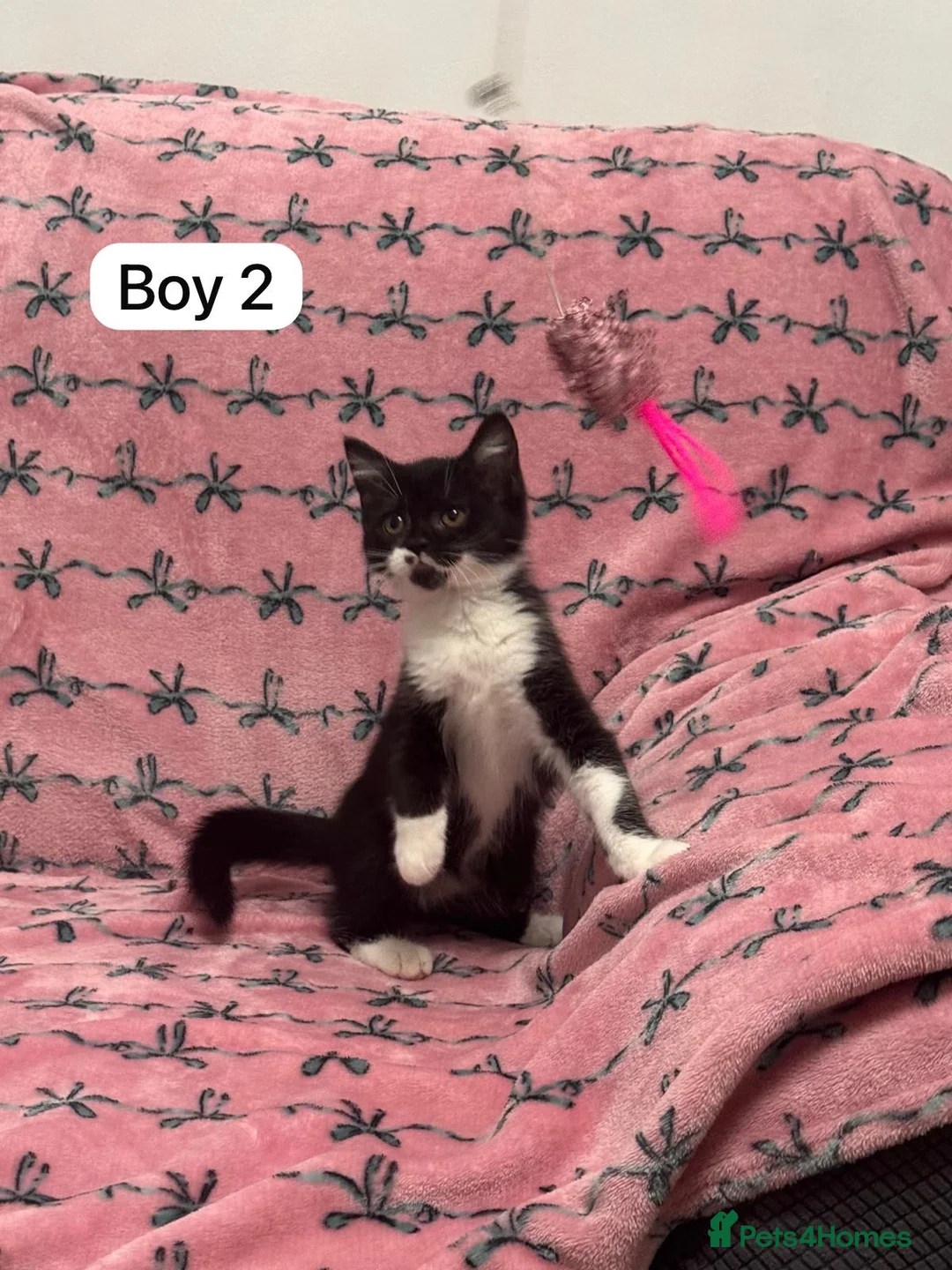 British Shorthair cats for sale: PURE BSH Girl kitten and BSH mix adorable boys - Advert 5