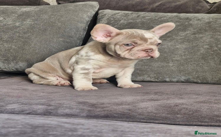French Bulldog dogs - Advert 3