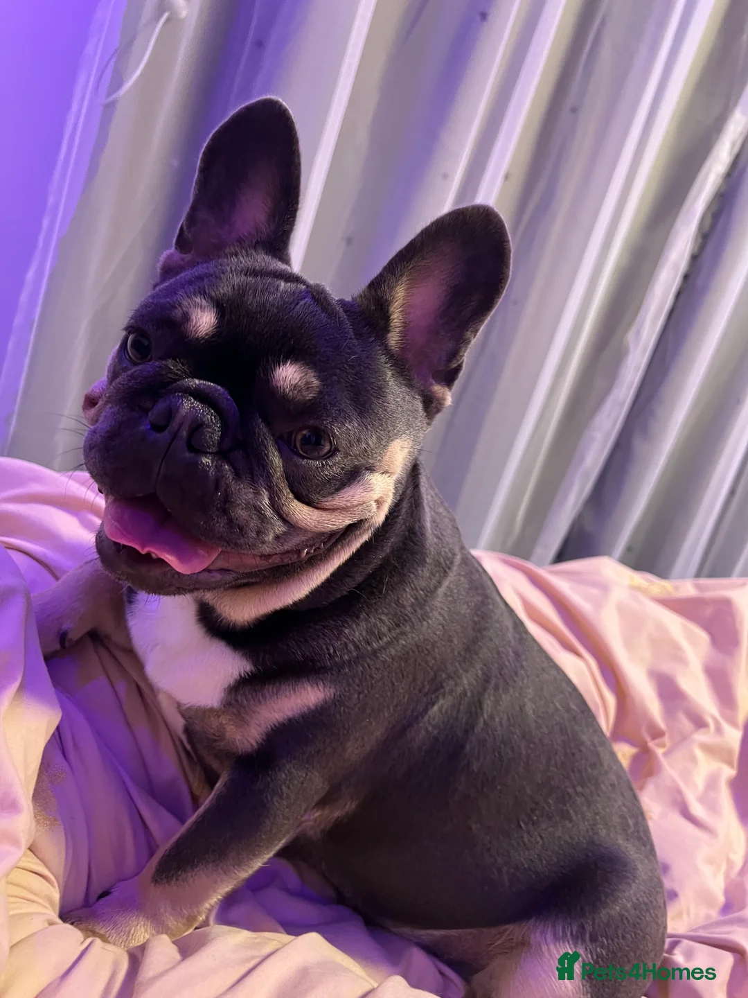 French Bulldog dogs for stud: Pablo KC - Advert 5