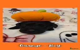 Goldador dogs for sale: Goldador puppies - Image 15