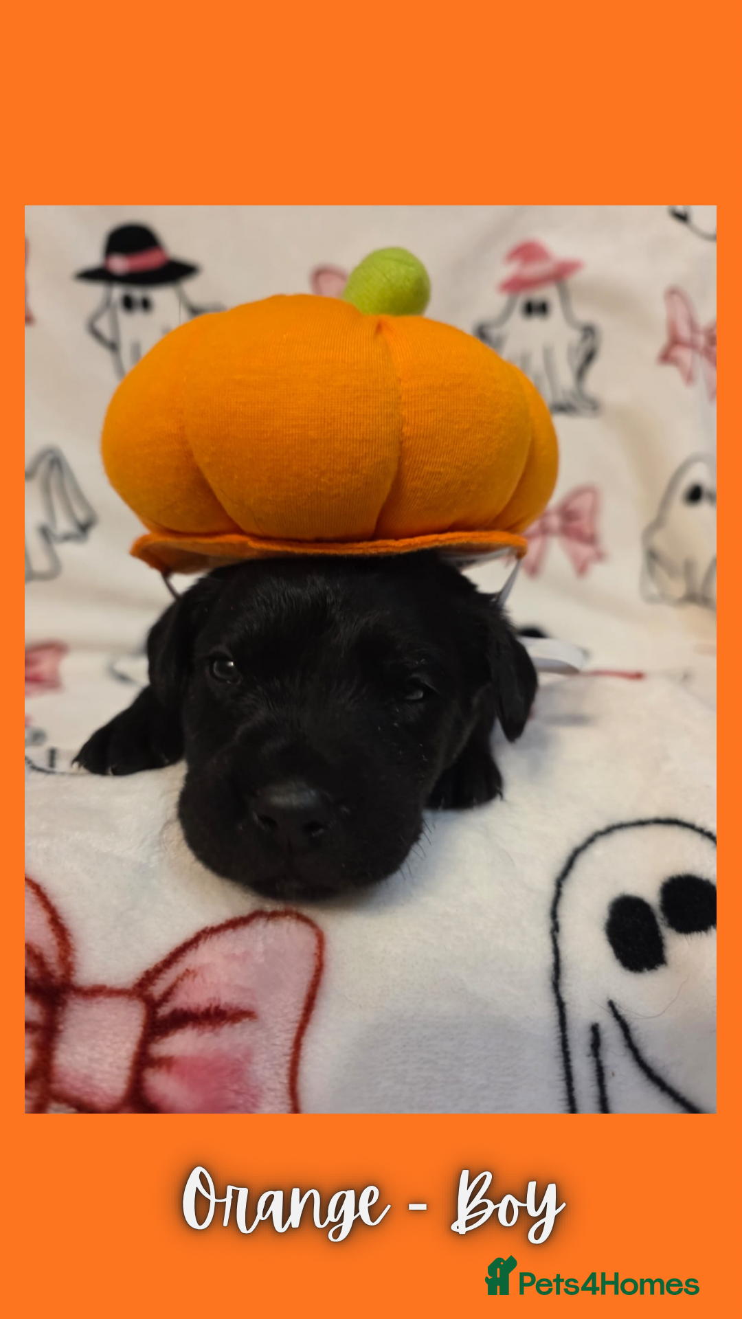 Goldador dogs for sale: Goldador puppies - Image 15