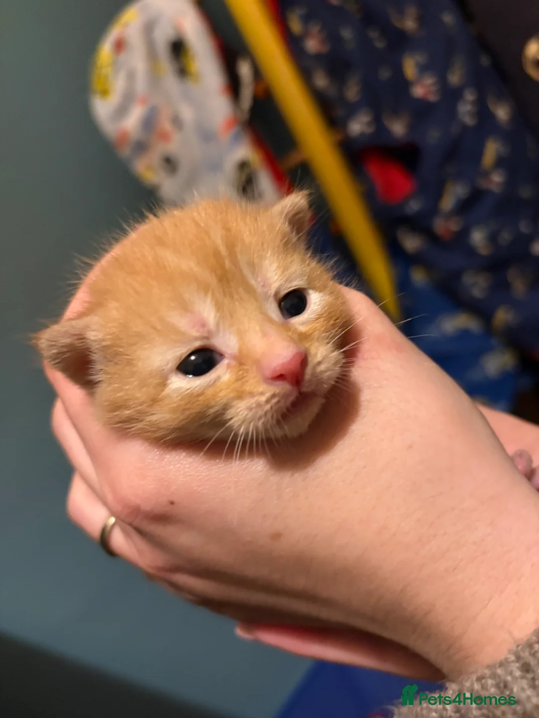 Domestic Shorthair cats for sale: Beautiful litter of kittens - Advert 7