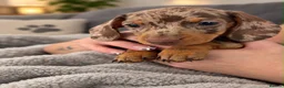 Miniature Dachshund dogs for sale: Beautiful miniature dachshund puppies  - Advert 8