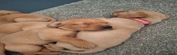 Labrador Retriever dogs for sale: Red fox labrador puppy's  - Advert 2