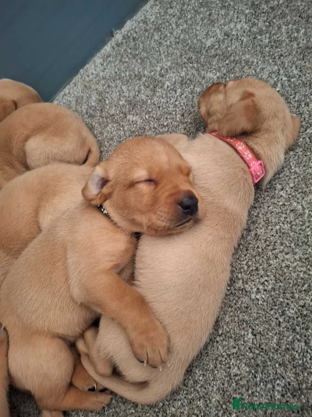 Labrador Retriever dogs for sale: Red fox labrador puppy's  - Advert 2