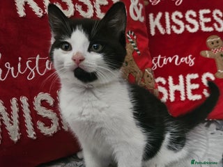 Mixed Breed cats for sale: Distinguish gentleman looking for forever home - Advert 1