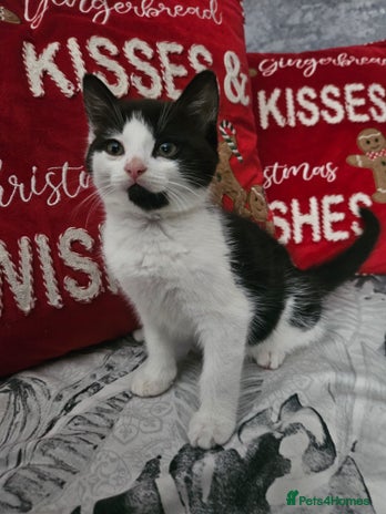 Mixed Breed cats Distinguish gentleman looking for forever home - Advert 2