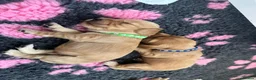 Cocker Spaniel dogs for sale: Beautiful Golden Cocker Spaniel Puppies KC Reg. - Advert 10