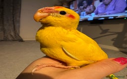 Parakeets birds for sale: Kakariki - Image 1